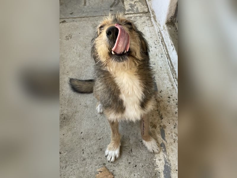 Flóki, geb. ca. 11/2023, lebt in GRIECHENLAND, auf einer privaten Pflegestelle