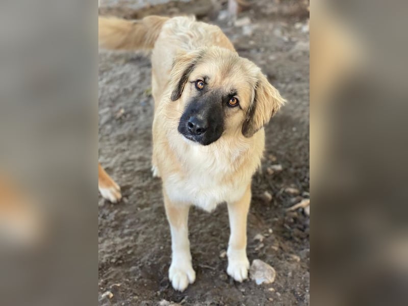 Malou, geb. ca. 04/2024, lebt in GRIECHENLAND, im städt. Tierheim Serres