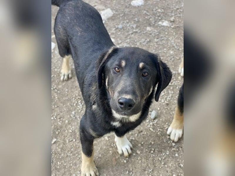 Neco, geb. ca. 11/2023, lebt in GRIECHENLAND, im städt. Tierheim Serres Neco, geb. ca. 11/2023, lebt in GRIECHENLAND, im städt. Tierheim Serres