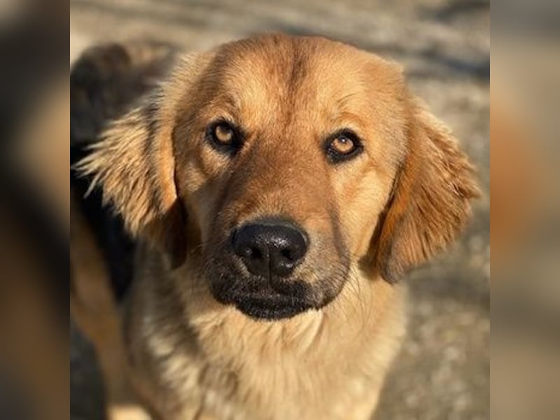 Kerchak, geb. ca. 07/2021, lebt in GRIECHENLAND, im städt. Tierheim Serres