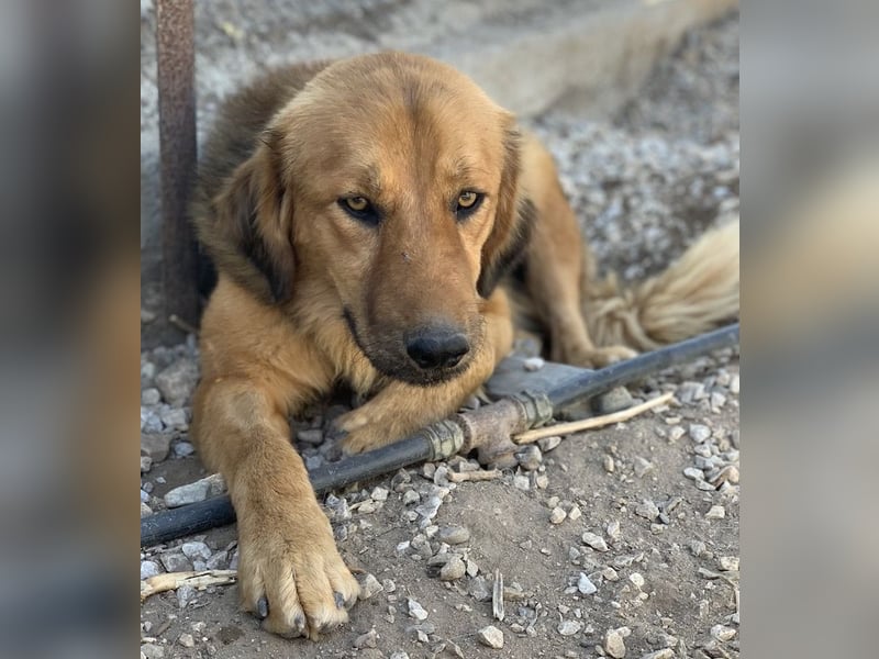 Kerchak, geb. ca. 07/2021, lebt in GRIECHENLAND, im städt. Tierheim Serres