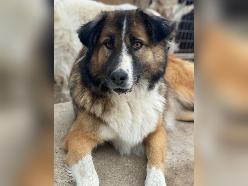 Poppi, geb. ca. 06/2021, lebt in GRIECHENLAND, im städt. Tierheim Serres