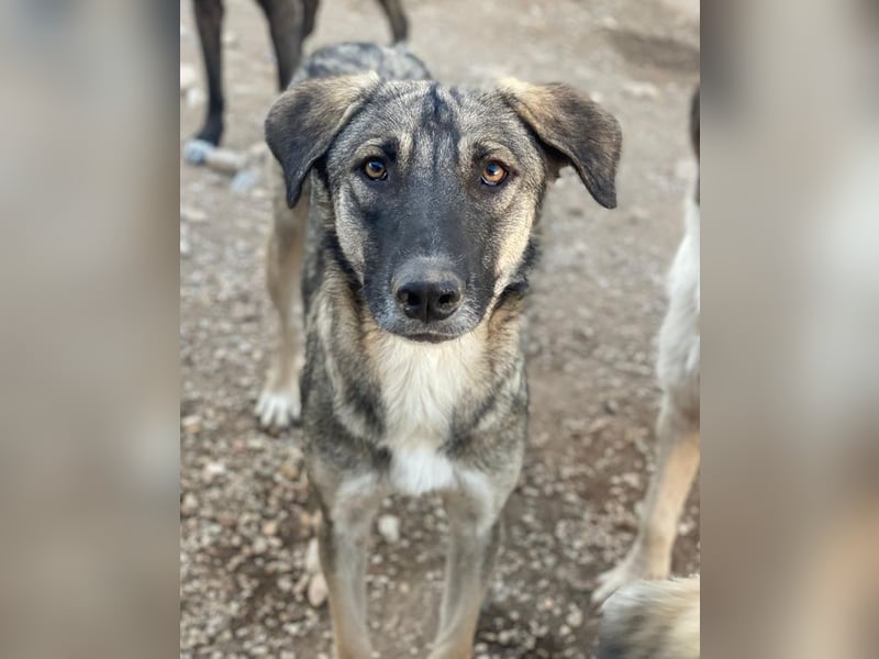 Erwin, geb. ca. 05/2024, lebt in GRIECHENLAND, im städt. Tierheim Serres