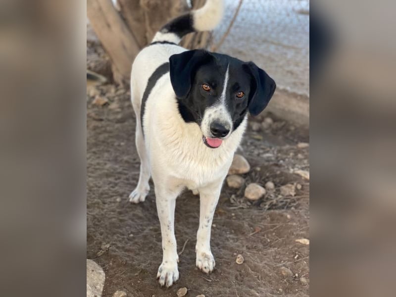 Grecco, geb. ca. 11/2022, lebt in GRIECHENLAND, im städt. Tierheim Serres