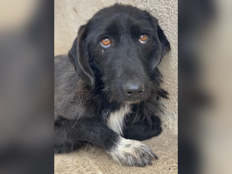 Erebus, geb. ca. 01/2025, lebt in GRIECHENLAND, im städt. Tierheim Serres