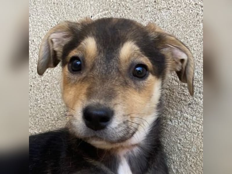 Daphne, geb. ca. 07/2025, lebt in GRIECHENLAND, im städt. Tierheim Serres