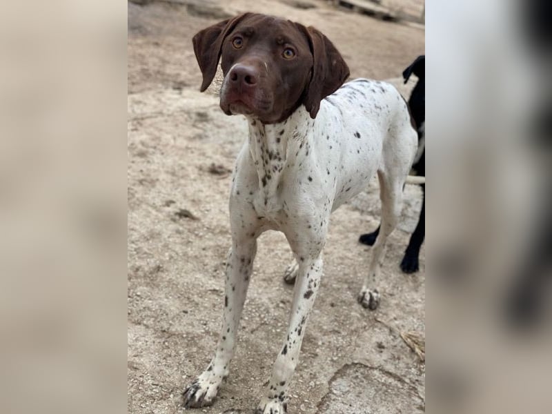 Areno, geb. ca. 08/2024, lebt in GRIECHENLAND, auf einer privaten Pflegestelle