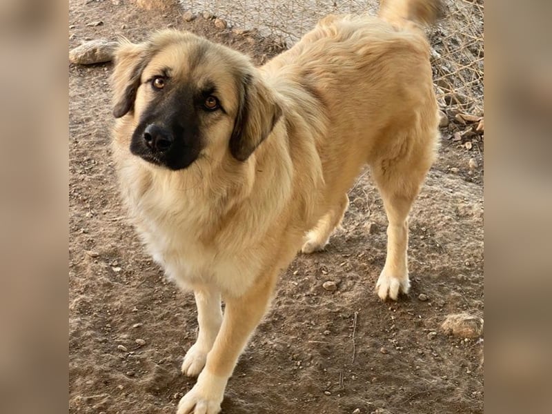 Malou, geb. ca. 04/2024, lebt in GRIECHENLAND, im städt. Tierheim Serres