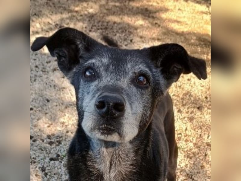 Lilika, geb. ca. 06/2015, lebt in GRIECHENLAND, auf einer privaten Pflegestelle