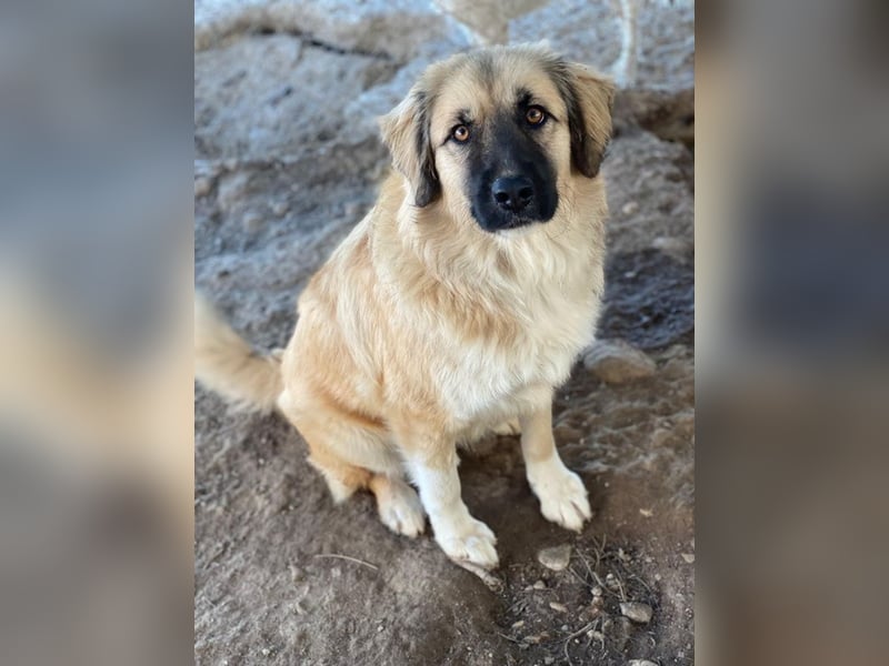 Malou, geb. ca. 04/2024, lebt in GRIECHENLAND, im städt. Tierheim Serres