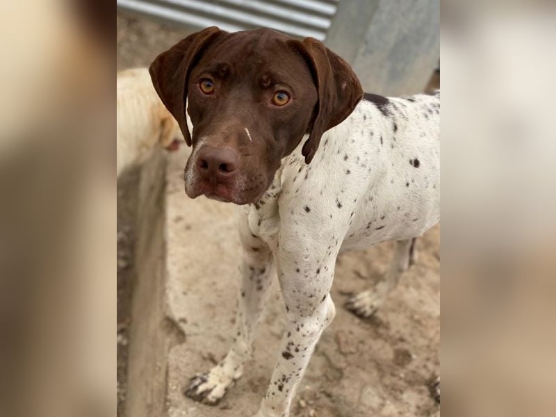 Areno, geb. ca. 08/2024, lebt in GRIECHENLAND, auf einer privaten Pflegestelle