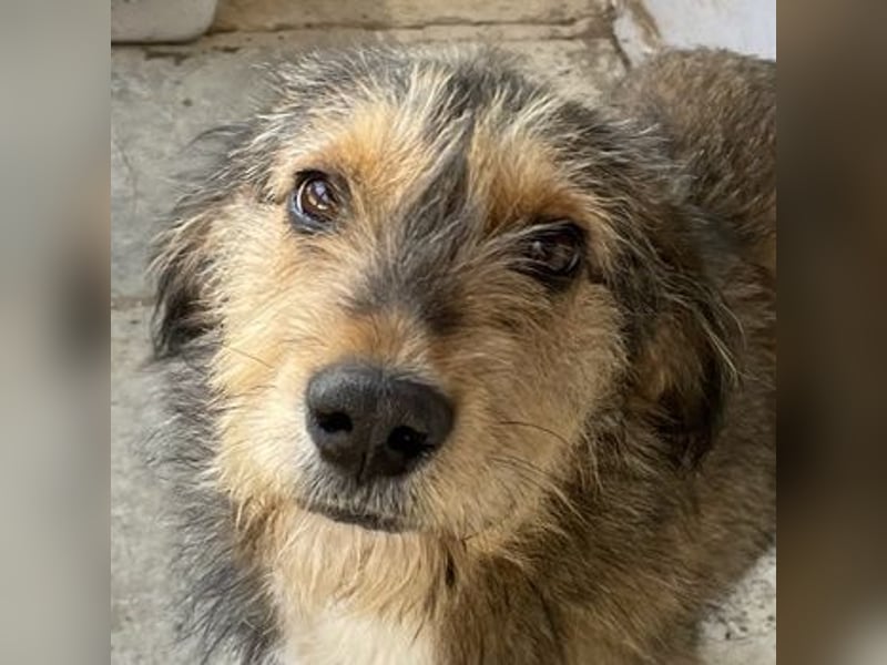 Flóki, geb. ca. 11/2023, lebt in GRIECHENLAND, auf einer privaten Pflegestelle