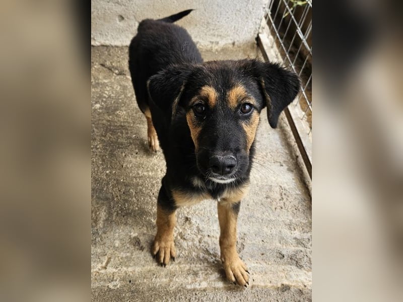 Glinda, geb. ca. 07/2025, lebt in GRIECHENLAND, im städt. Tierheim Serres