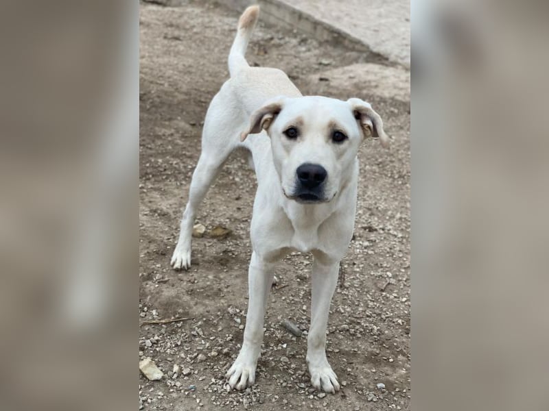 Miguel, geb. ca. 08/2024, lebt in GRIECHENLAND, im städt. Tierheim Serres Miguel, geb. ca. 08/2024, lebt in GRIECHENLAND, im städt. Tierheim Serres