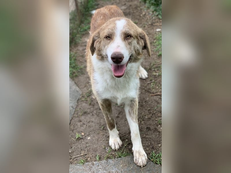 Baruso, geb. ca. 05/2020, lebt in GRIECHENLAND, auf einer privaten Pflegestelle