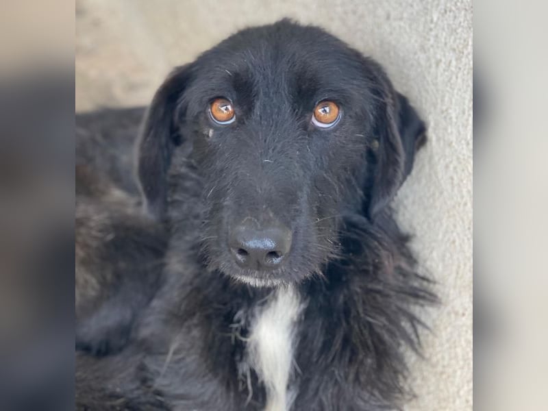 Erebus, geb. ca. 01/2025, lebt in GRIECHENLAND, im städt. Tierheim Serres