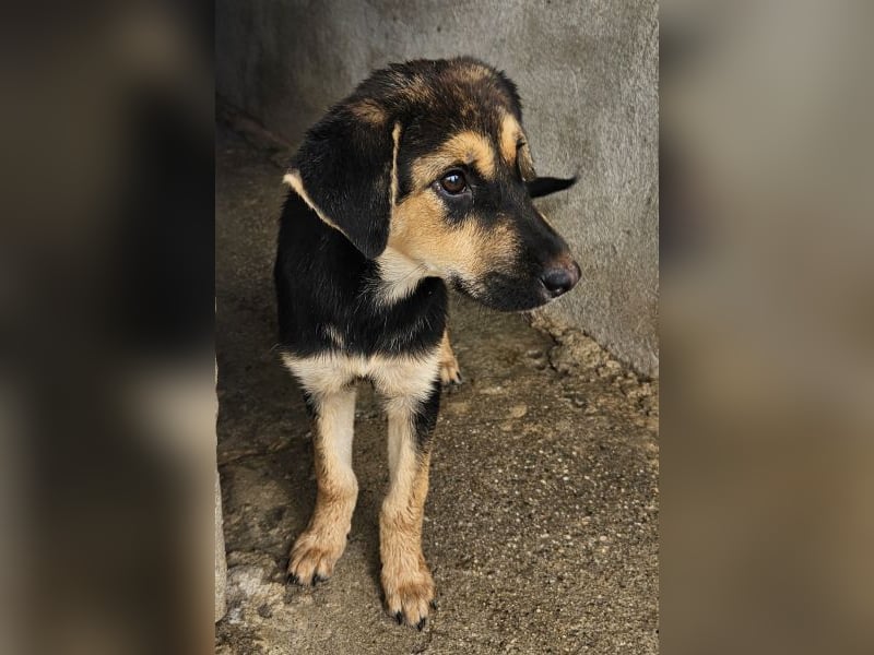 Elphaba, geb. ca. 07/2025, lebt in GRIECHENLAND, im städt. Tierheim Serres