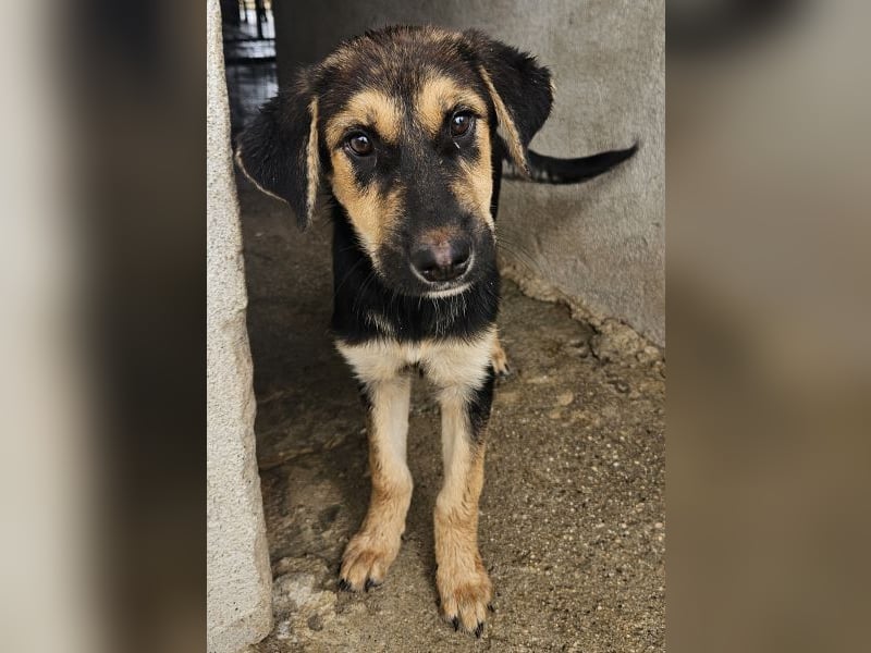 Elphaba, geb. ca. 07/2025, lebt in GRIECHENLAND, im städt. Tierheim Serres