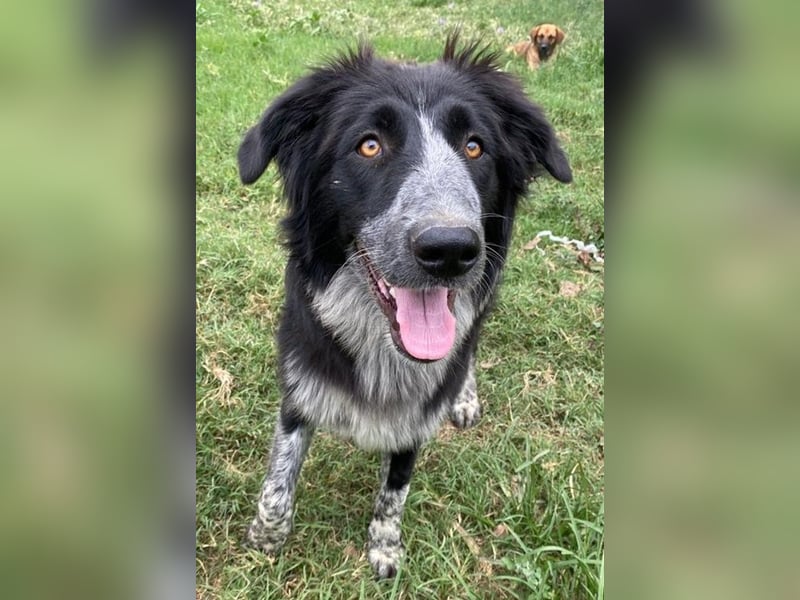 Lessa, geb. ca. 09/2022, lebt in GRIECHENLAND, im städt. Tierheim Serres