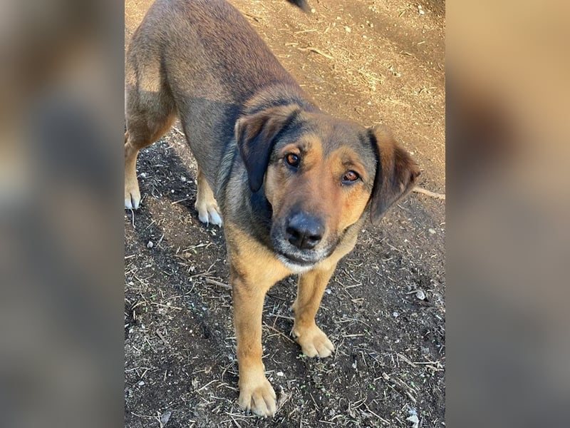 Rhea, geb. ca. 11/2021, lebt in GRIECHENLAND, auf einer privaten Pflegestelle