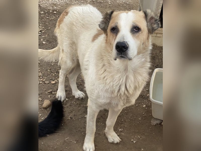Jorma, geb. ca. 03/2016, lebt in GRIECHENLAND, im städt. Tierheim Serres