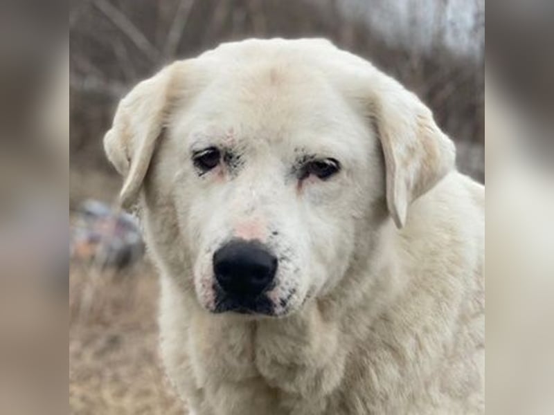 Sanni, geb. ca. 08/2018, lebt in GRIECHENLAND, im städt. Tierheim Serres