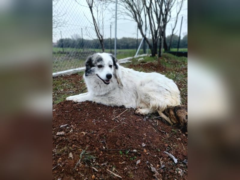 Lisa Grey - sie musste ihre vier Welpen auf der Straße zur Welt bringen