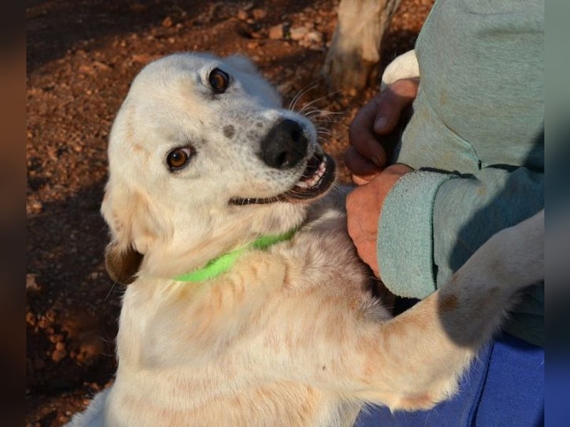 Abby-Lee - eine wirklich bezaubernde Hündin