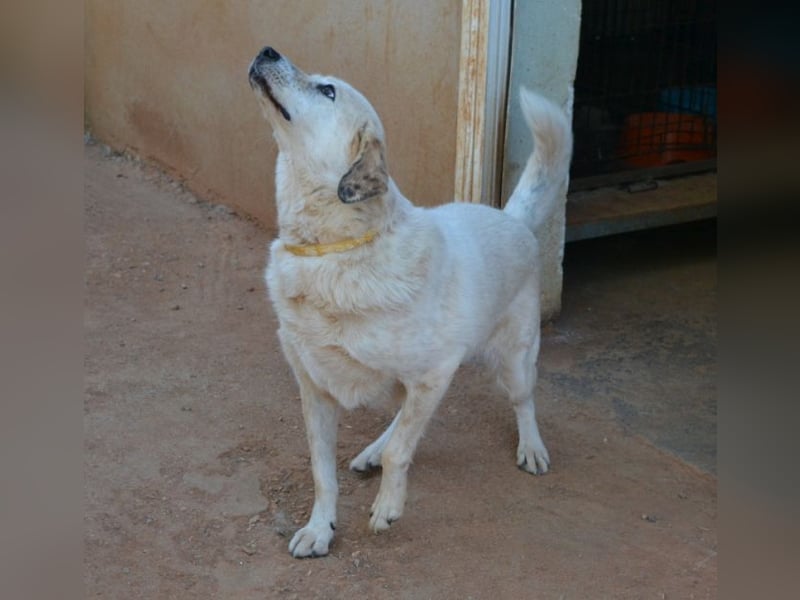 Abby-Lee - eine wirklich bezaubernde Hündin