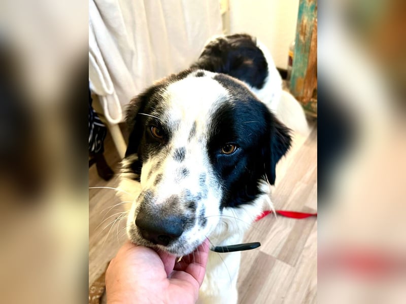 Nico - einer der Strandwelpen sucht ein neues Zuhause