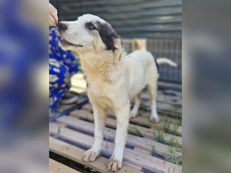 Mandy - sie wurde zusammen mit ihren Geschwistern vor dem sicheren Tod gerettet.