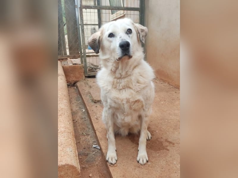Abby-Lee - eine wirklich bezaubernde Hündin