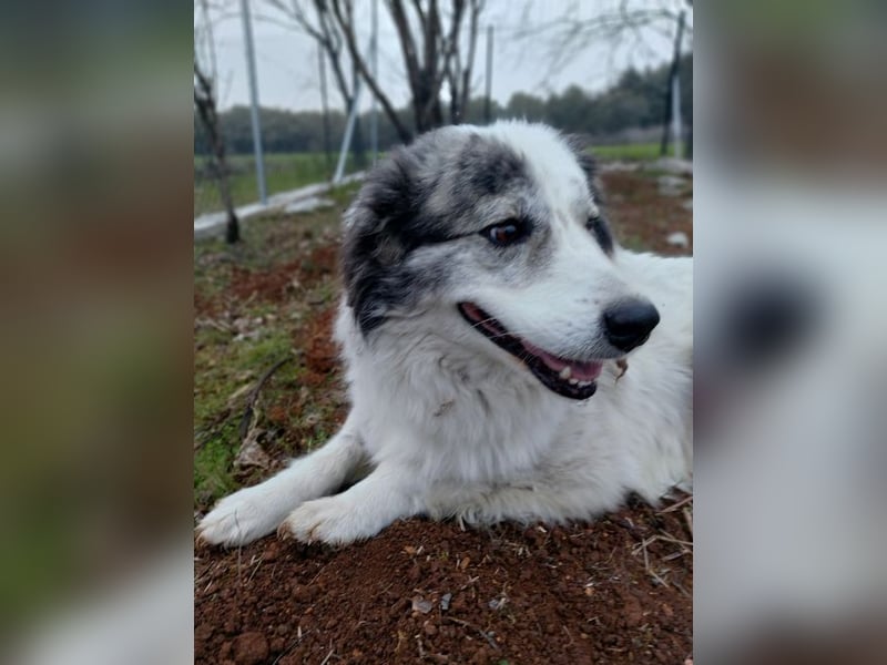 Lisa Grey - sie musste ihre vier Welpen auf der Straße zur Welt bringen