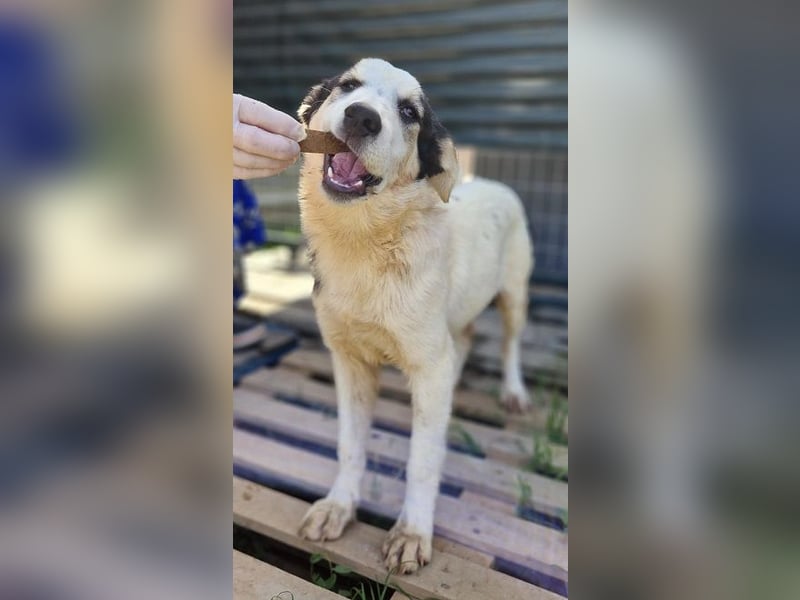 Mandy - sie wurde zusammen mit ihren Geschwistern vor dem sicheren Tod gerettet.