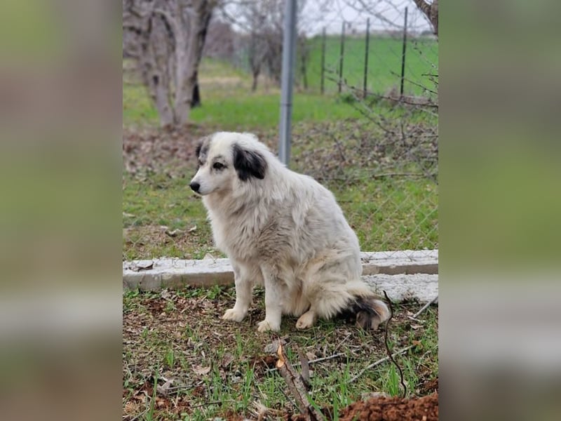 Lisa Grey - sie musste ihre vier Welpen auf der Straße zur Welt bringen