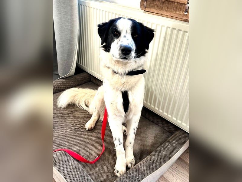 Nico - einer der Strandwelpen sucht ein neues Zuhause