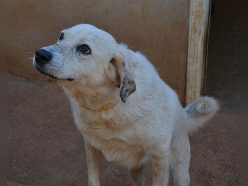 Abby-Lee - eine wirklich bezaubernde Hündin