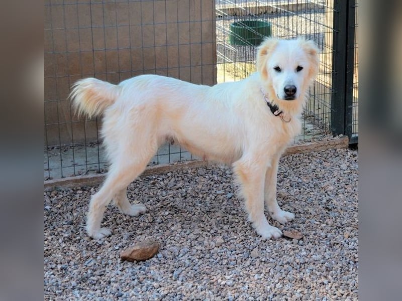 Nakuma - eine starke, treue Persönlichkeit sucht Ihre Menschen Nakuma - eine starke, treue Persönlichkeit sucht Ihre Menschen