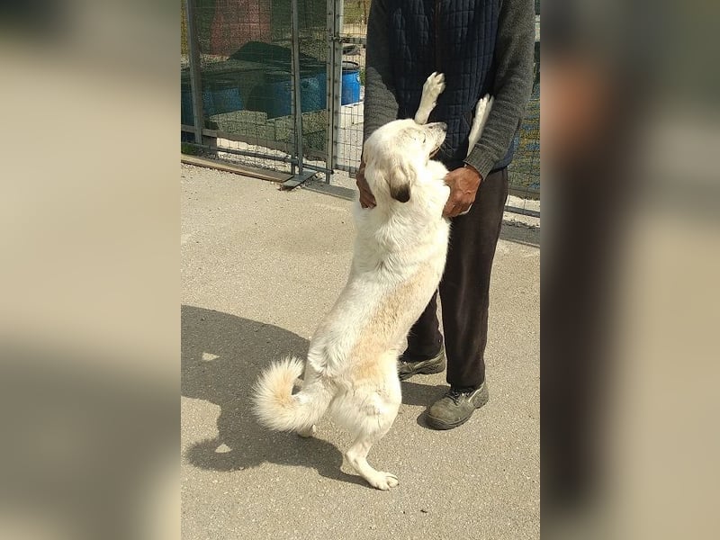 Abby-Lee - eine wirklich bezaubernde Hündin