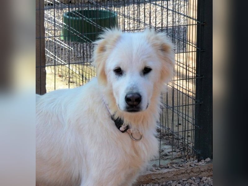 Nakuma - eine starke, treue Persönlichkeit sucht Ihre Menschen Nakuma - eine starke, treue Persönlichkeit sucht Ihre Menschen