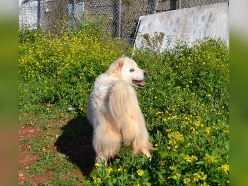 Nakuma - eine starke, treue Persönlichkeit sucht Ihre Menschen Nakuma - eine starke, treue Persönlichkeit sucht Ihre Menschen