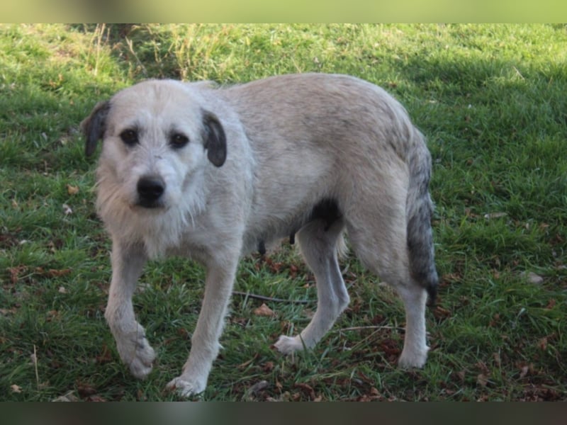 Aziza, ca. 3-4 Jahre alt