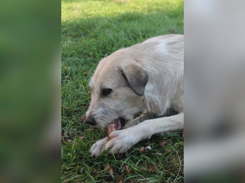 Aziza, ca. 3-4 Jahre alt