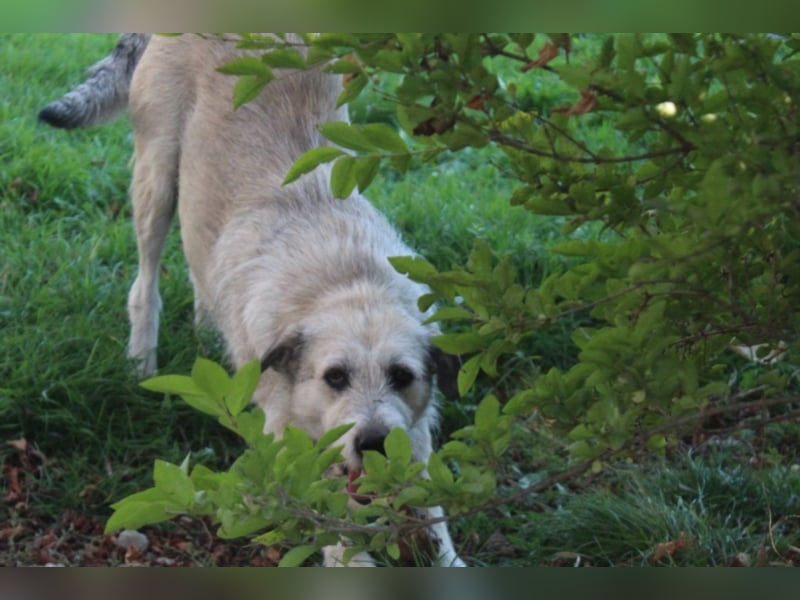 Aziza, ca. 3-4 Jahre alt