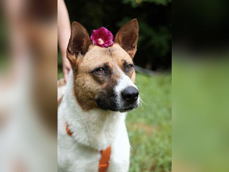 Freundliche Jenny sucht ihre Menschen