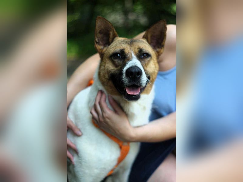 Freundliche Jenny sucht ihre Menschen