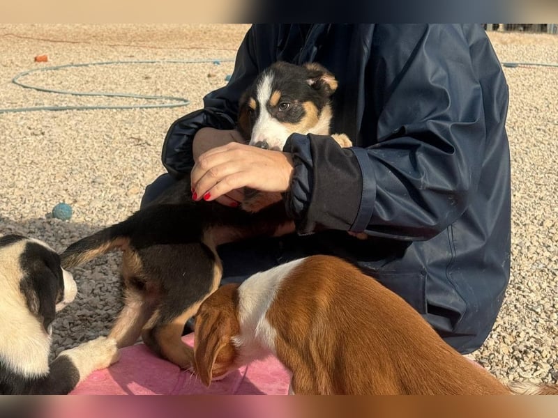 Leela - Lieblingshunde suchen ihren Menschen