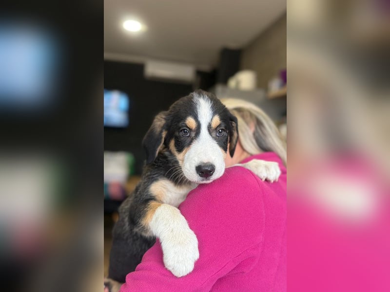 Leela - Lieblingshunde suchen ihren Menschen