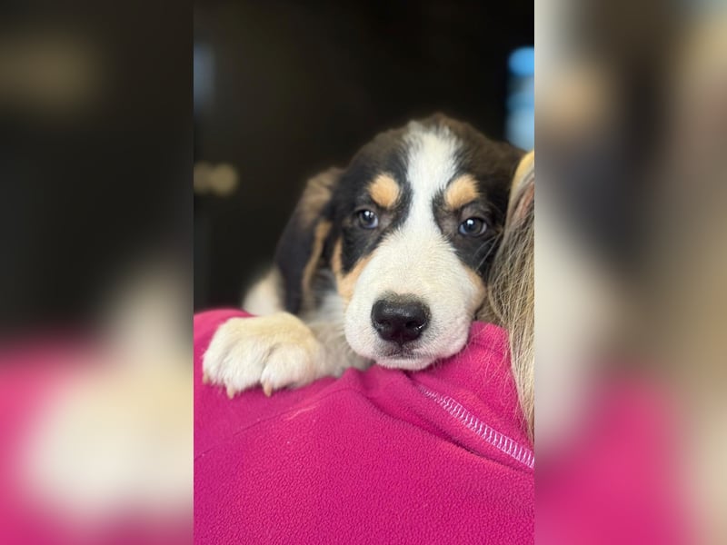 Leela - Lieblingshunde suchen ihren Menschen