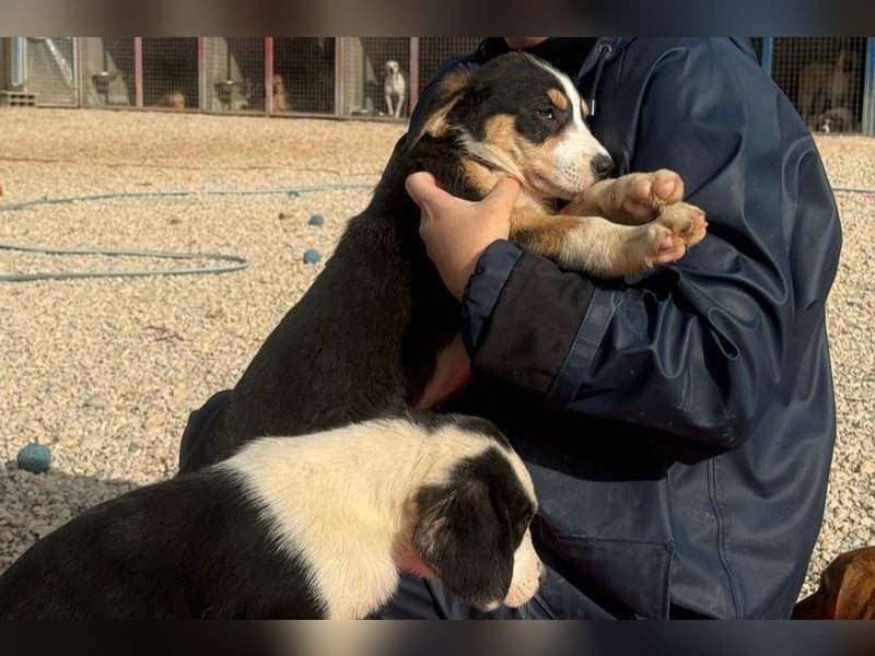 Leela - Lieblingshunde suchen ihren Menschen